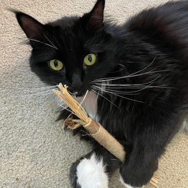 My apartment cat is so much calmer now