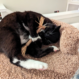 Perfect for bored indoor cats